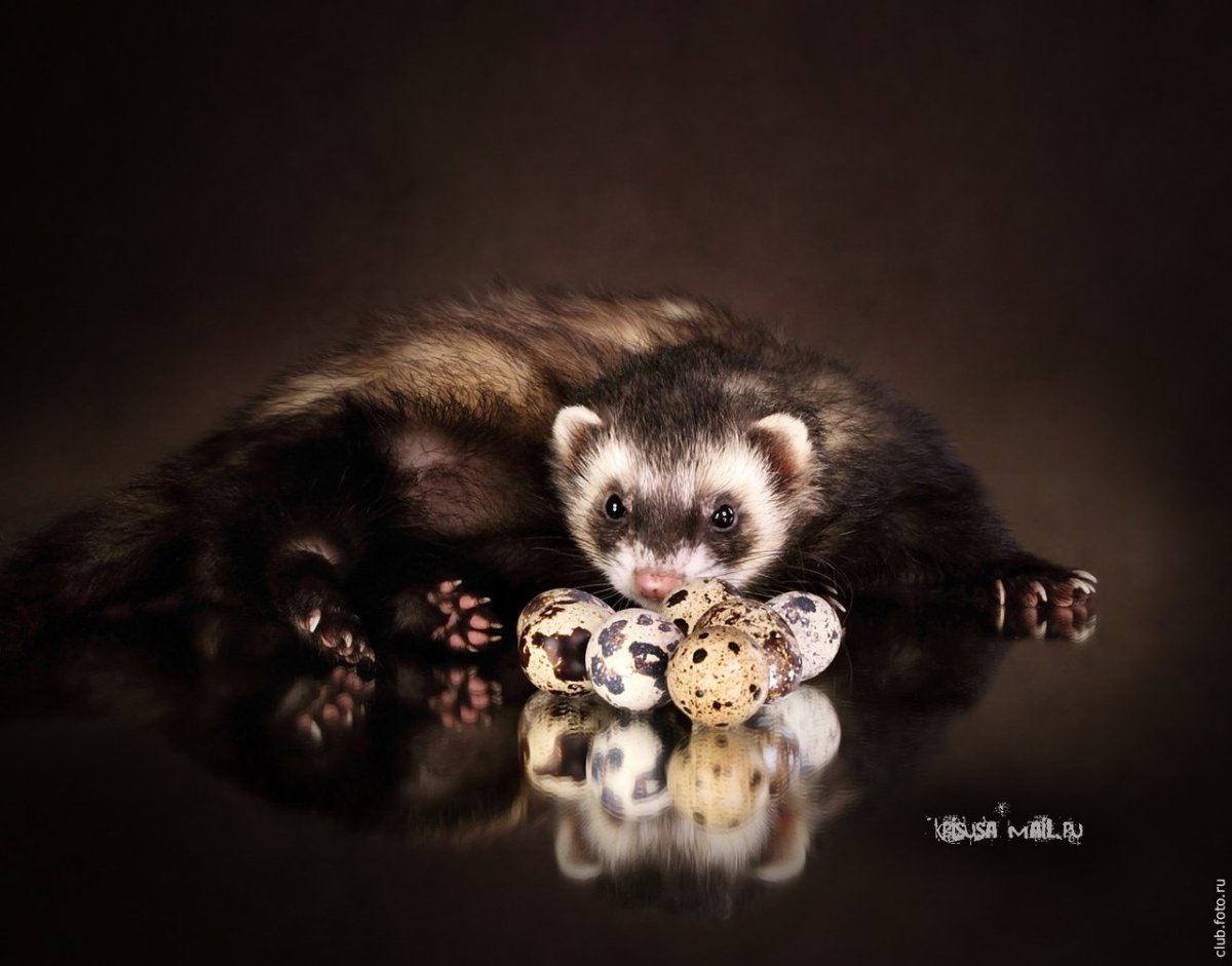 Хонорик белый