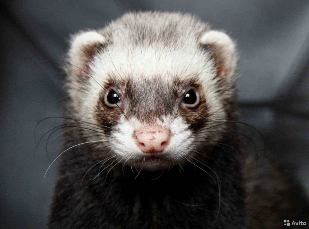 Хорек фретка