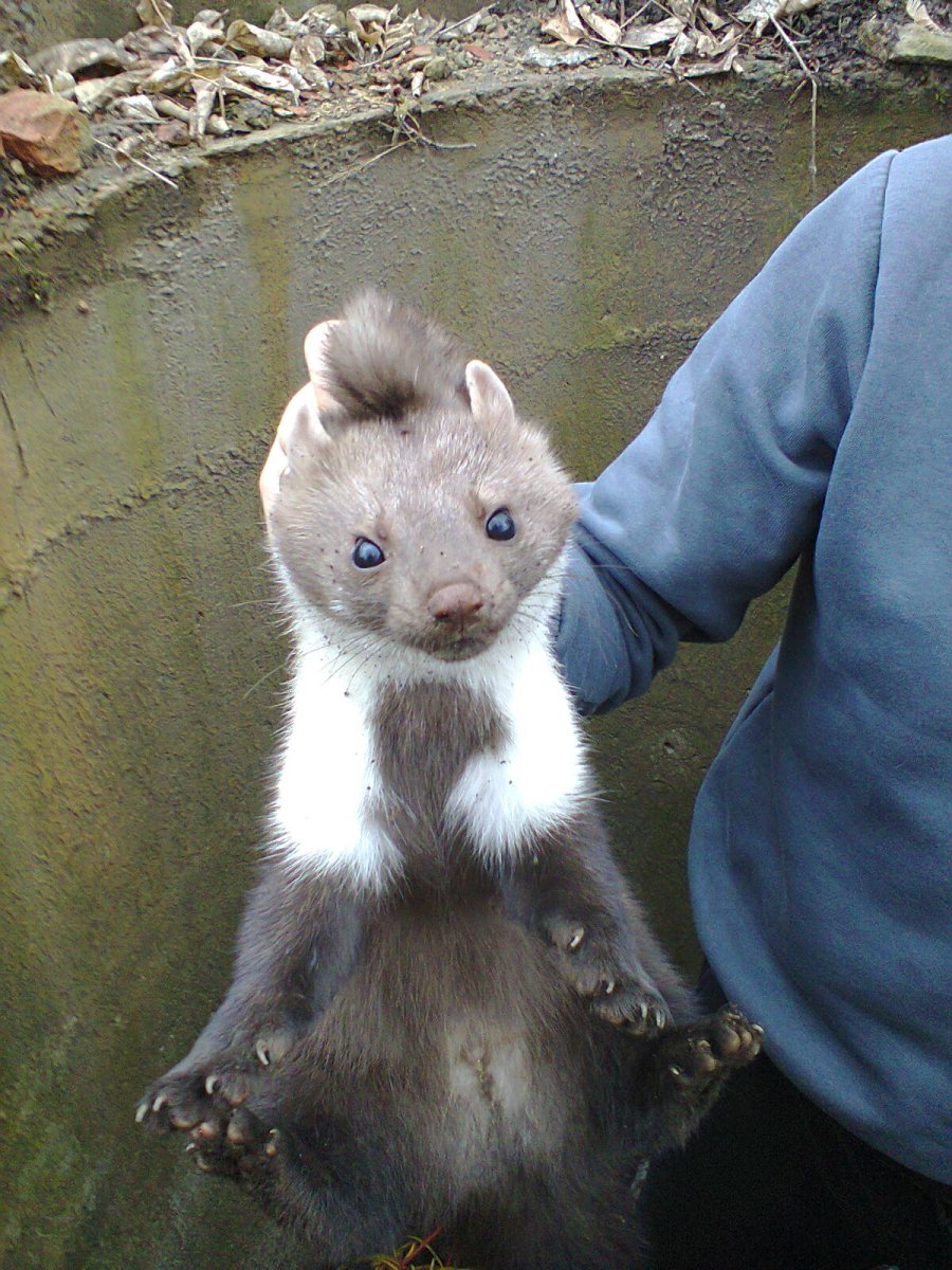 Хорь Лесной Mustela putorius