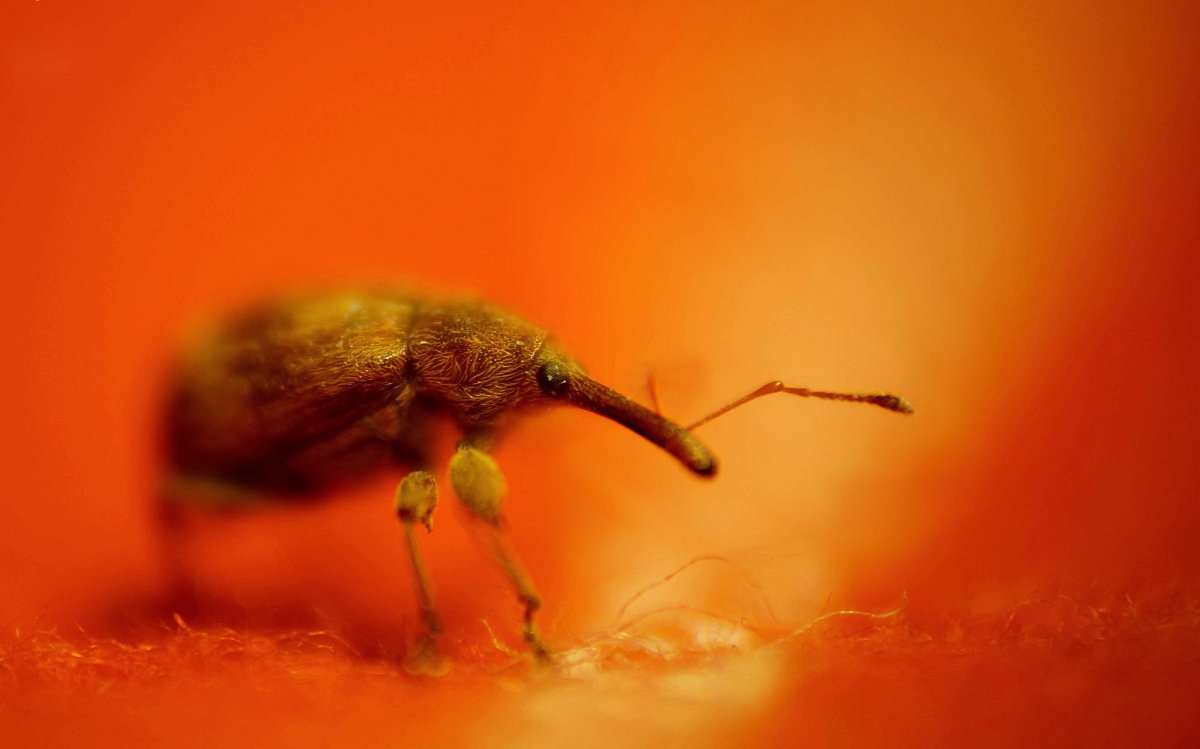 Макромир богомол