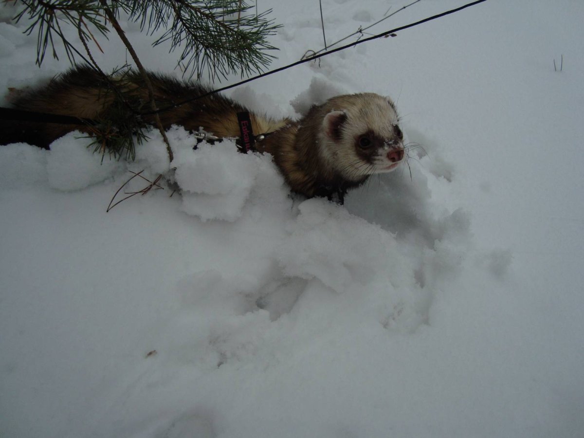 Хорек черный на белом фоне