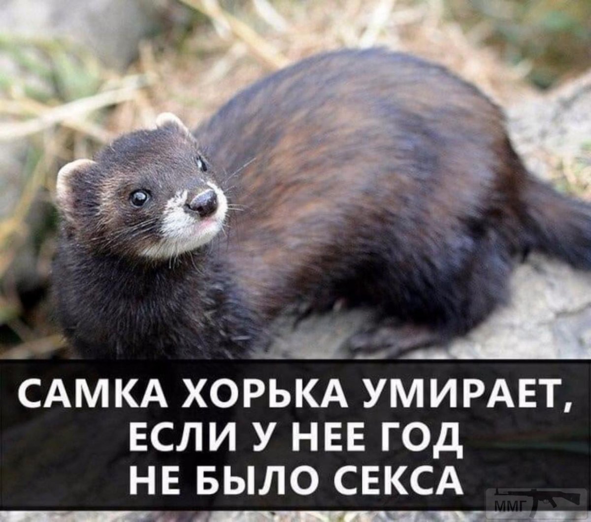 Русский Степной хорек