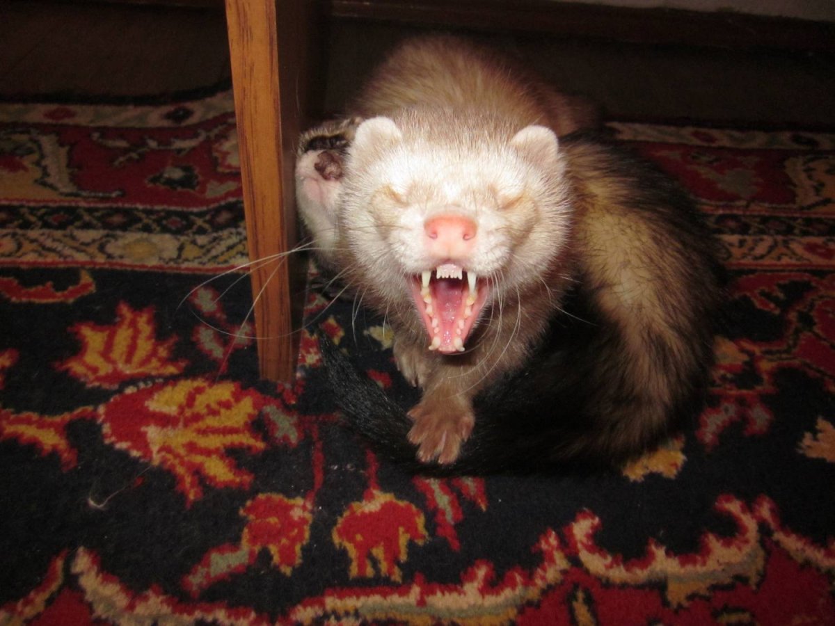 Хорёк фото черно белое на белом