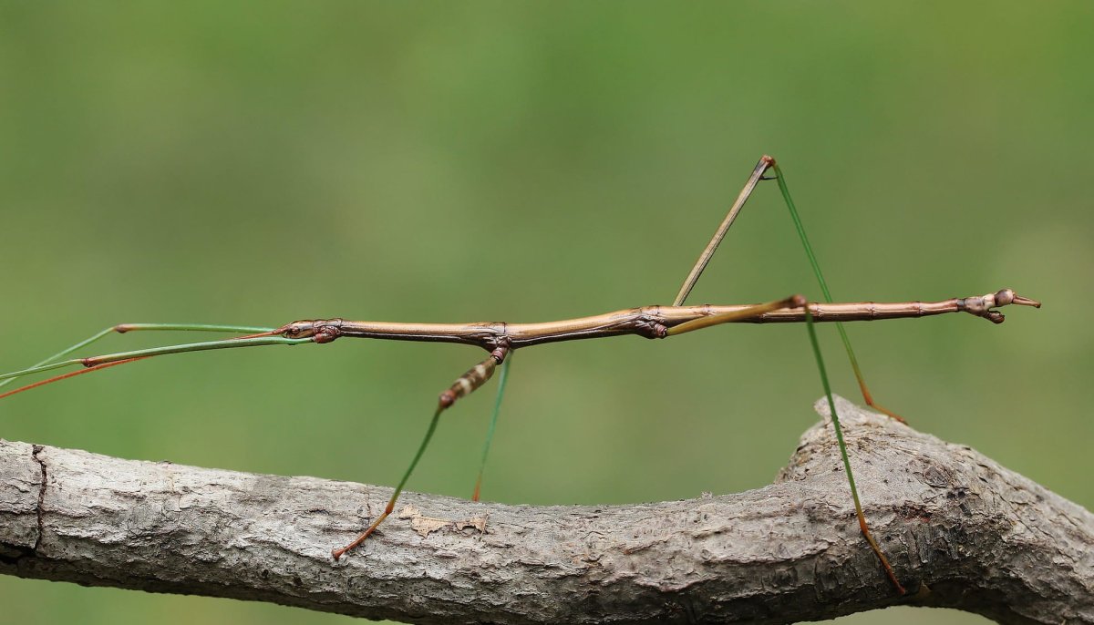 Привиденьевые палочники