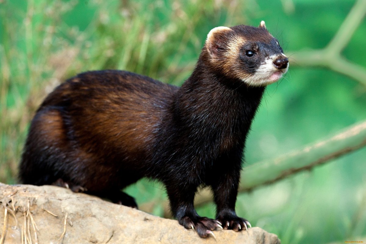 Соболь норка куница