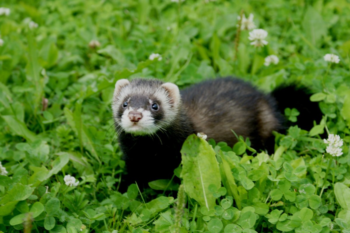Амурский Степной хорь