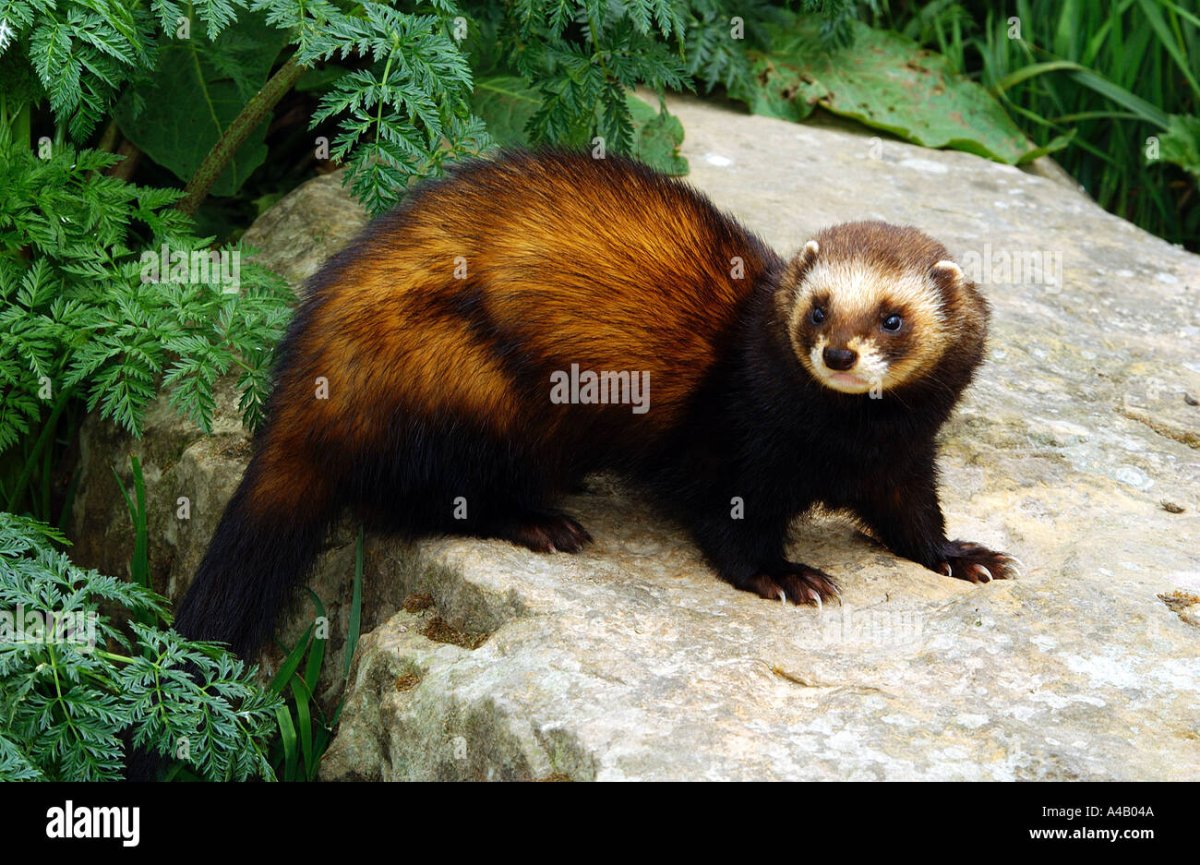 Хорек Серпухов