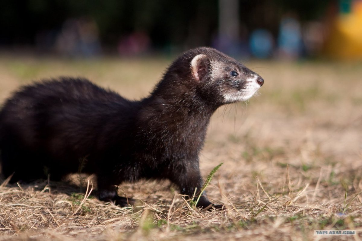 Американская норка (Mustela Vison)
