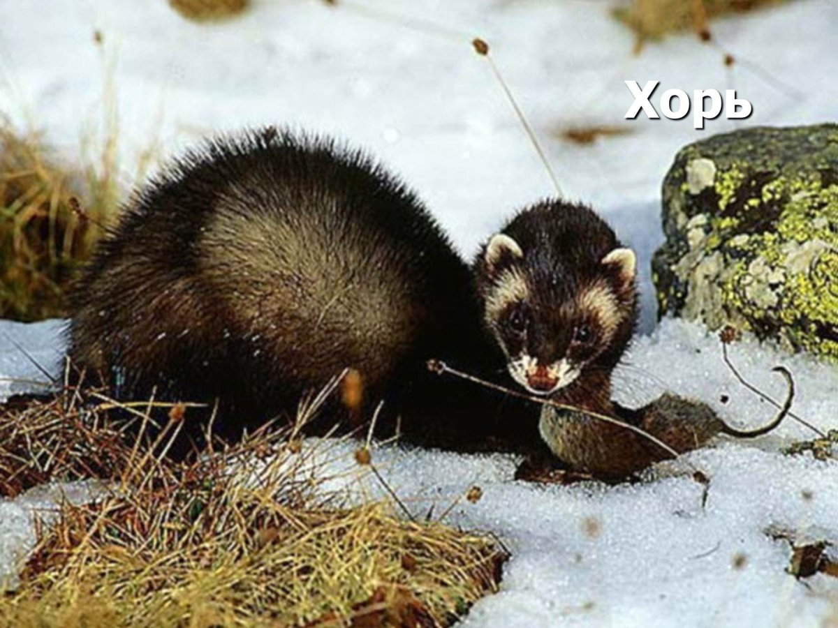 Черный Лесной хорек