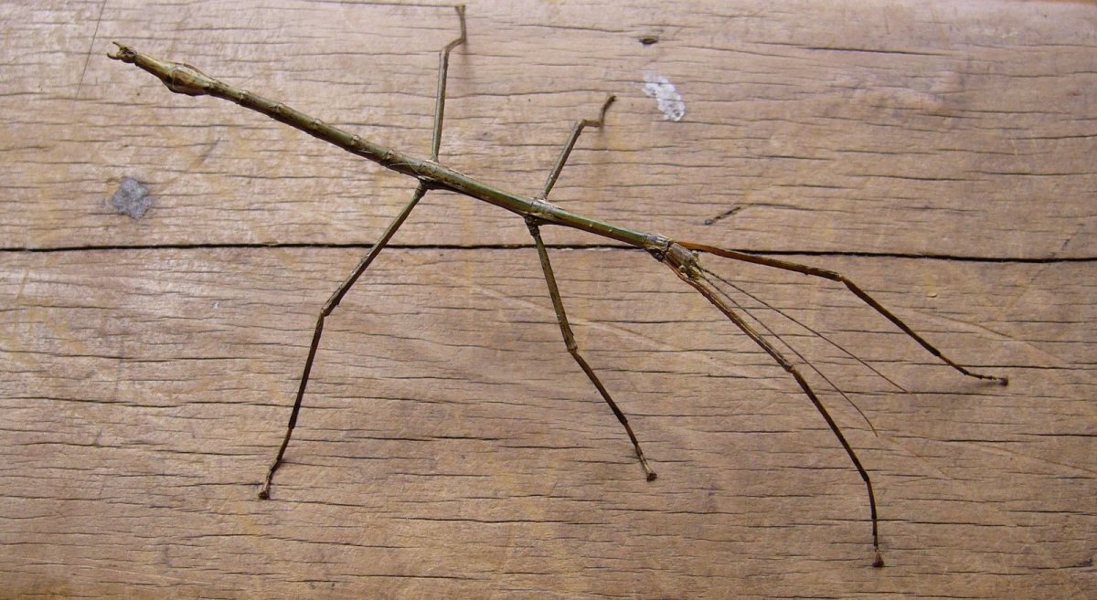 Палочник Achrioptera fallax