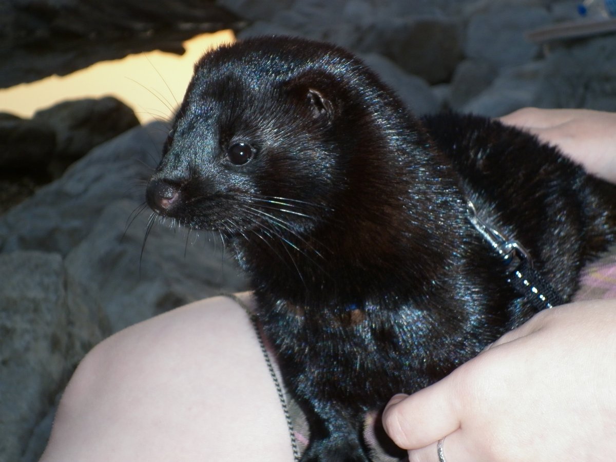 Черная американская норка