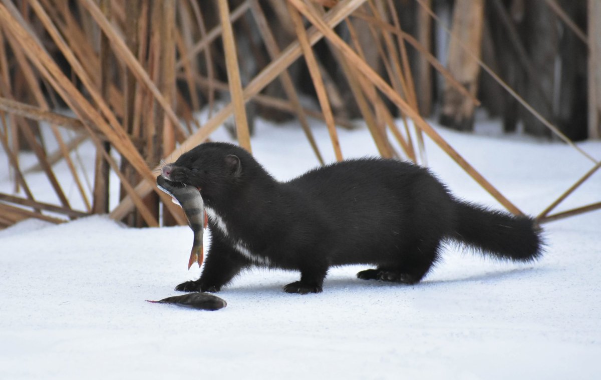 Патагонский горностай