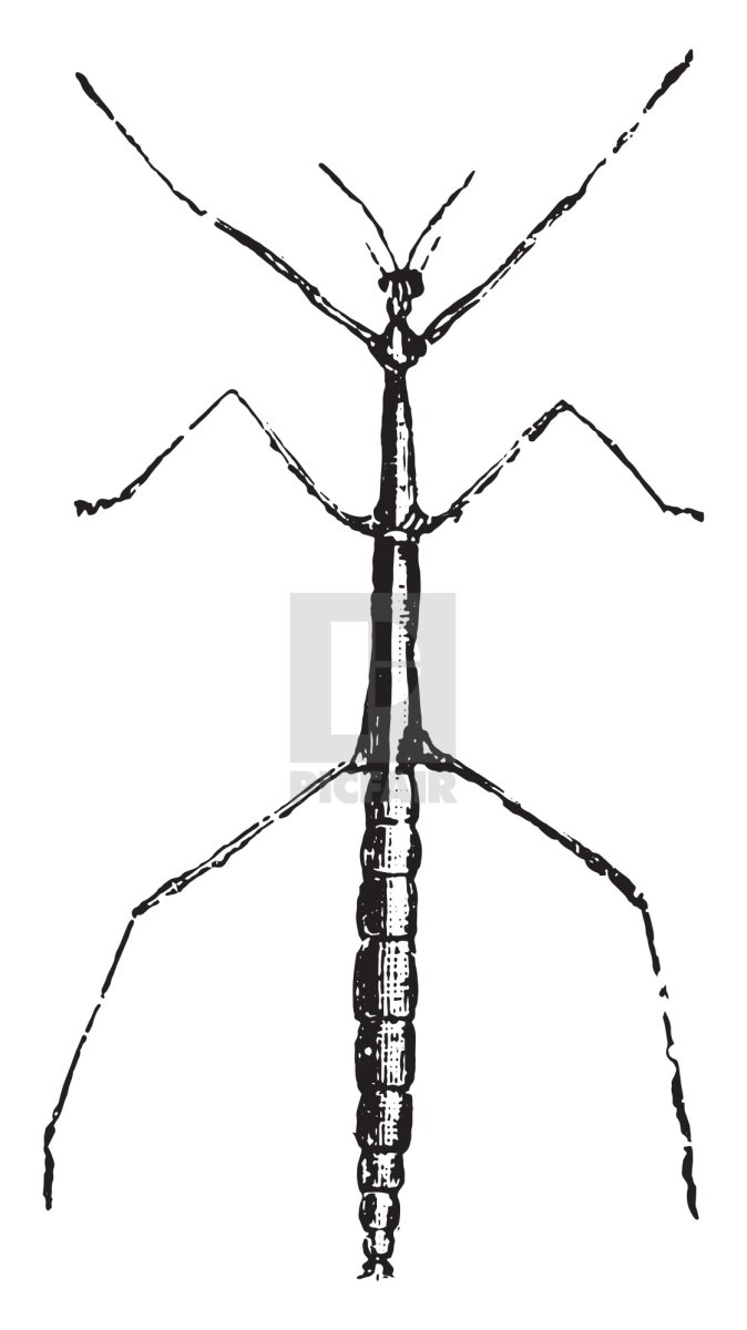 Листоед прыгун