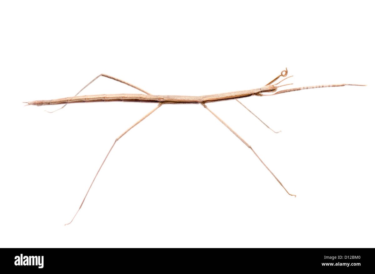 Палочник креоксилус