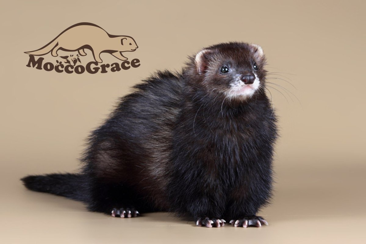 Хорек фретка черный