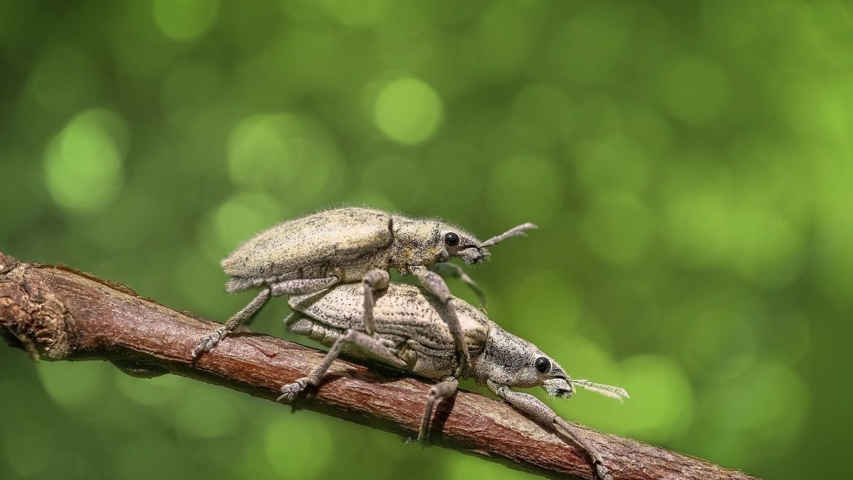 Божья коровка хищник