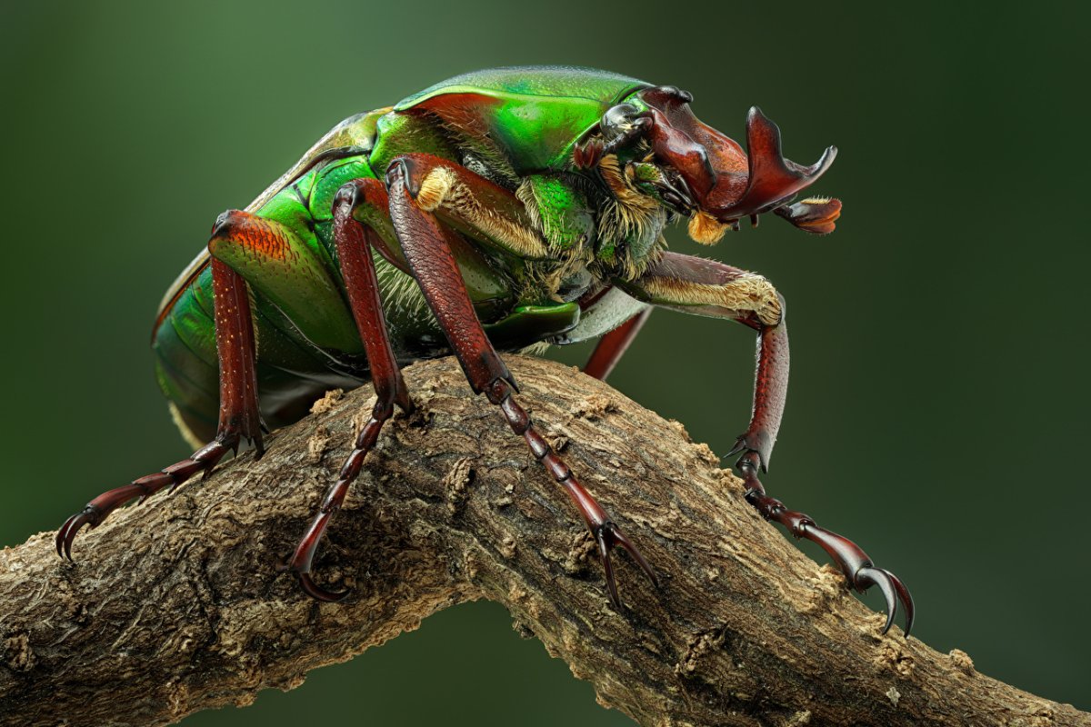 Ходячая палка насекомое