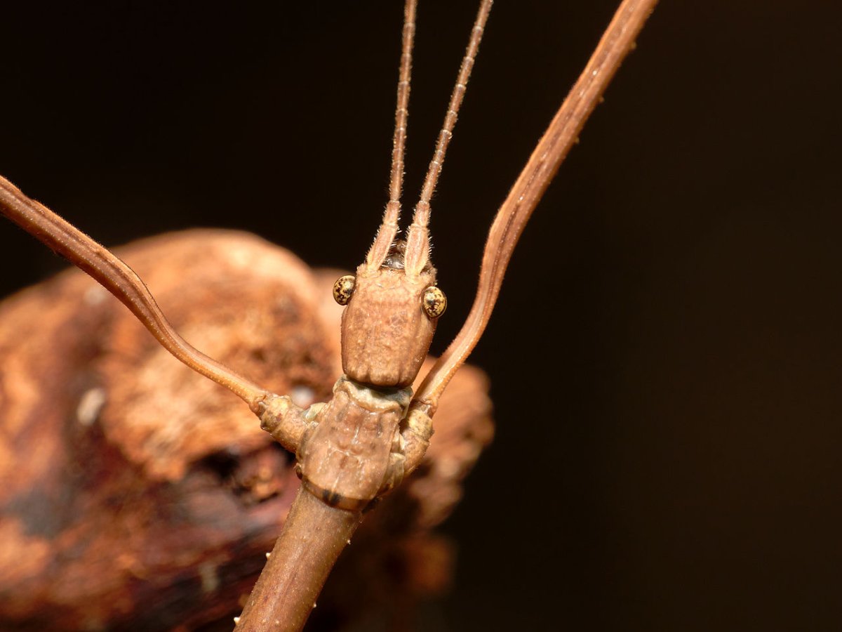 Борнейский палочник