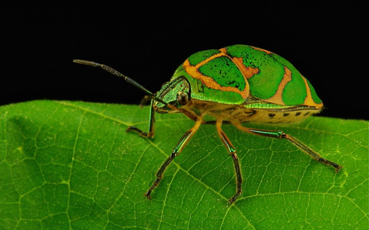 Палочник Phamacia kirbyi