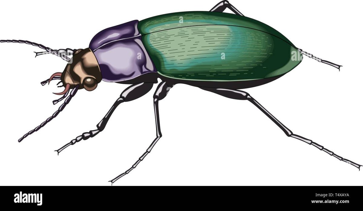 Жужелица зернистая - Carabus granulatus