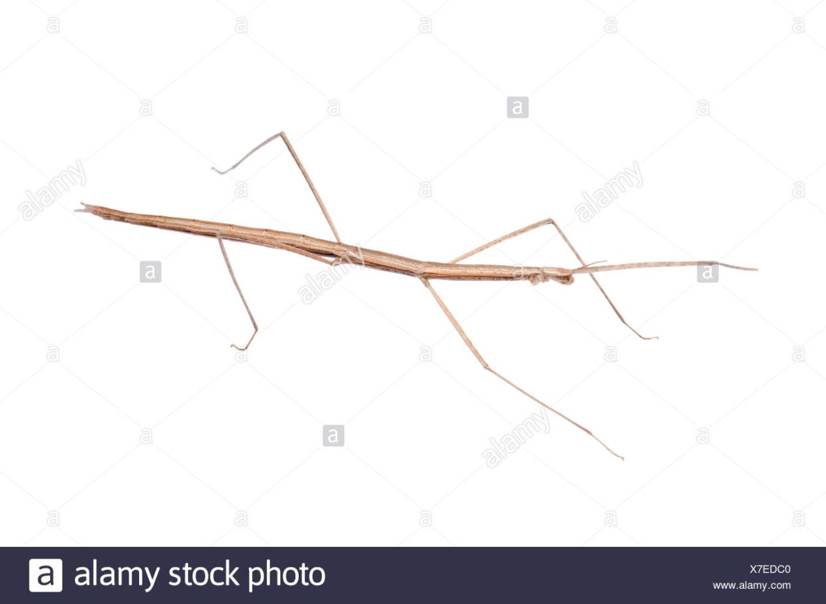 Фазмида насекомое