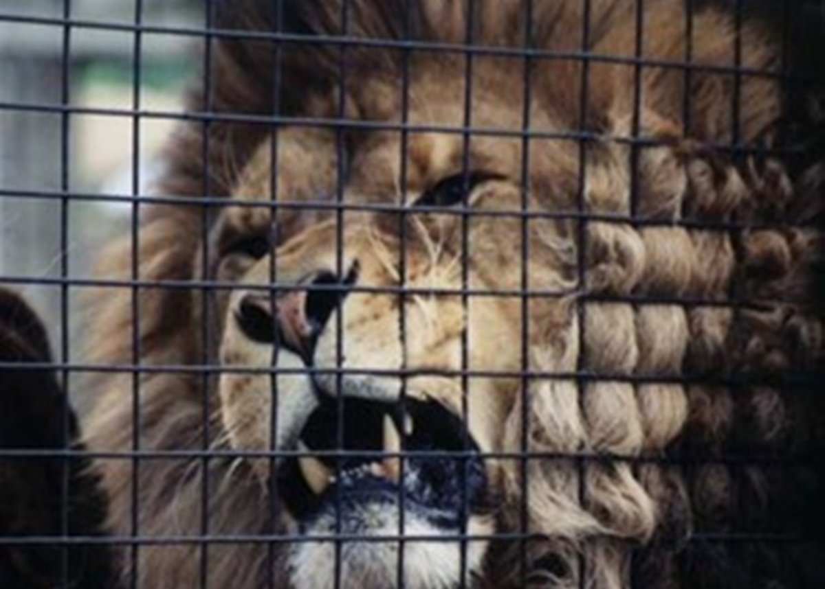 Злой Лев в клетке