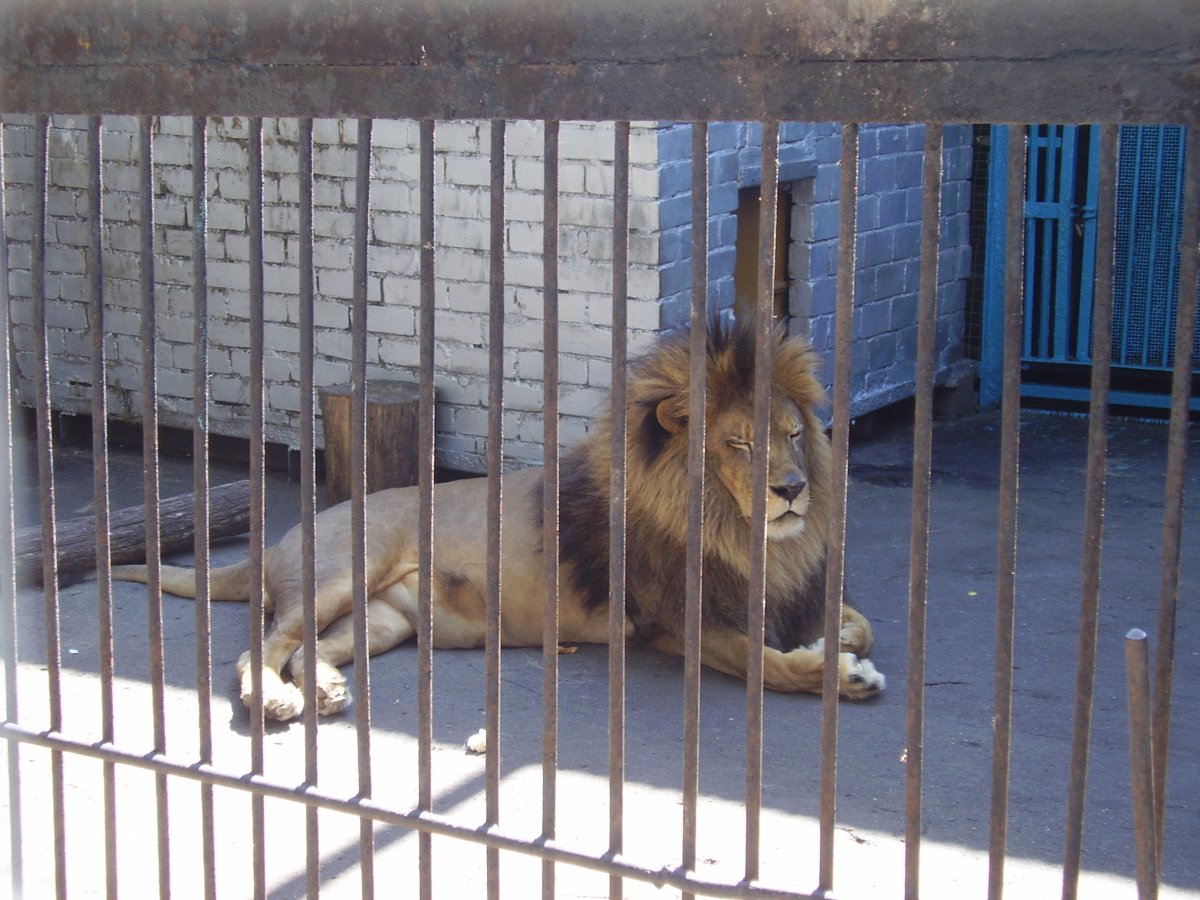 Ростовский зоопарк Лев