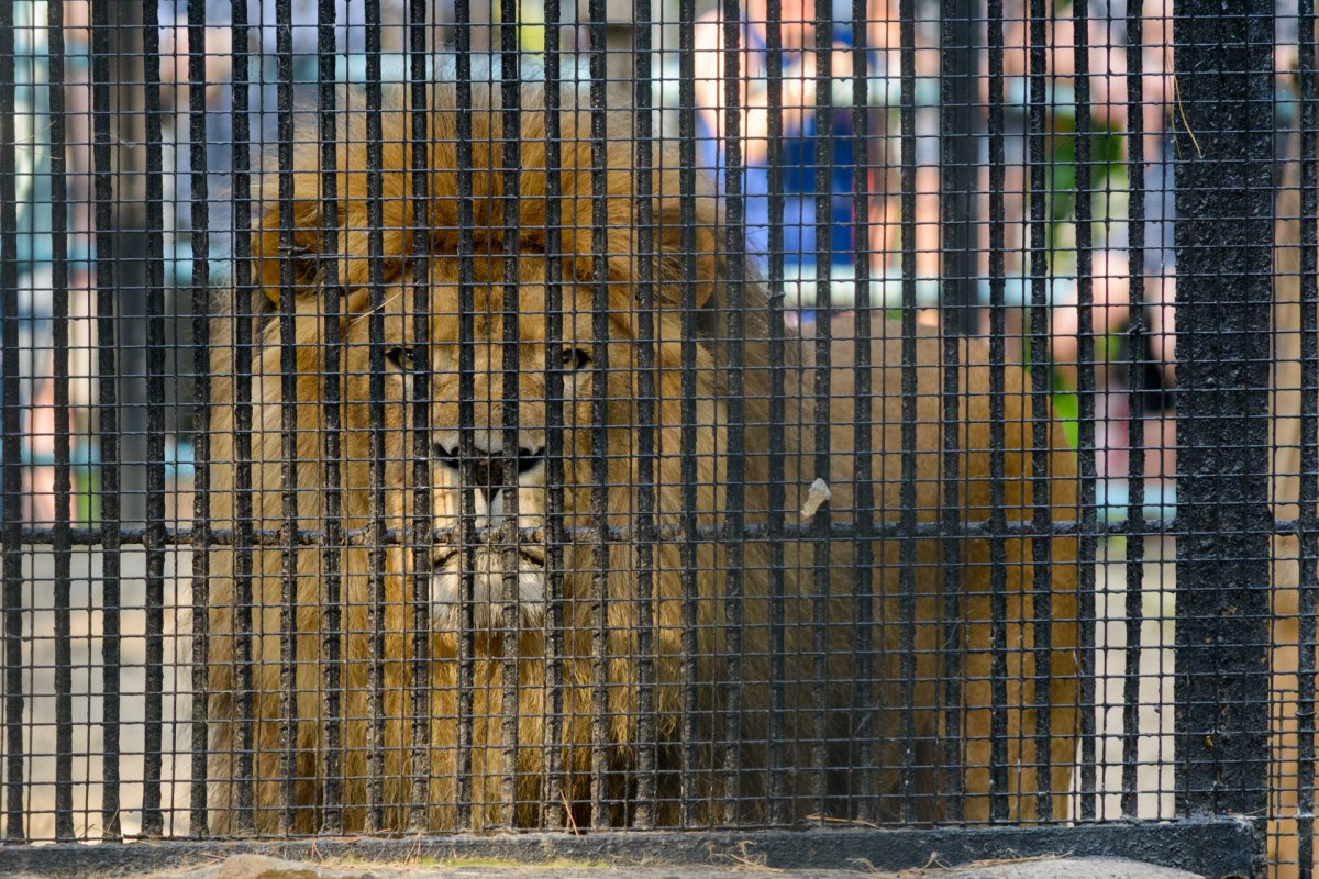 Клетка для животных в зоопарке