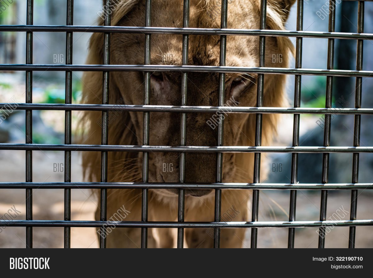 Грустный Лев в клетке