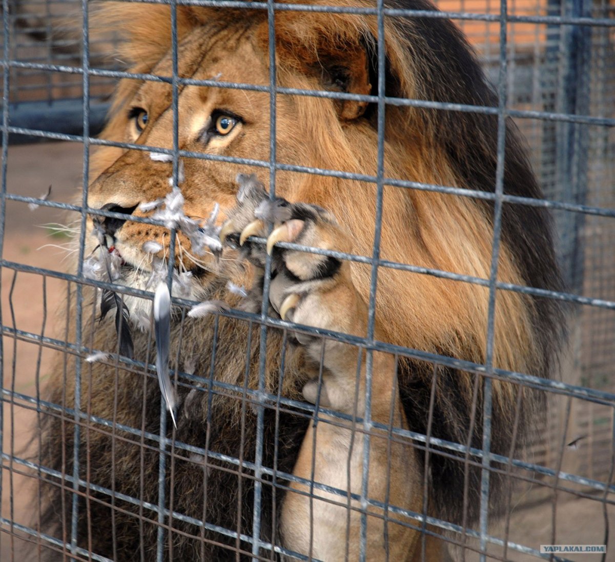 В клетке со зверем