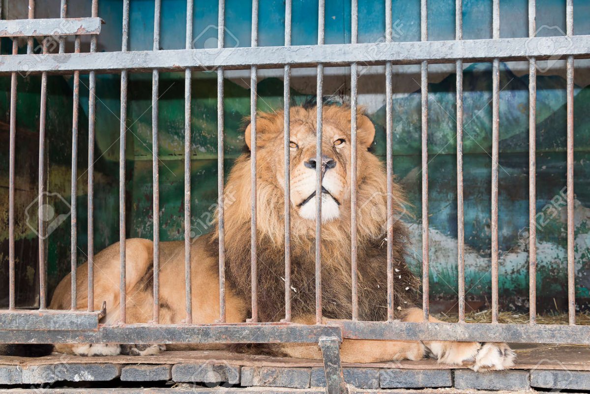 Лев в клетке