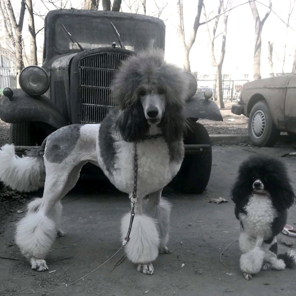 Пудель Фантом нестриженный