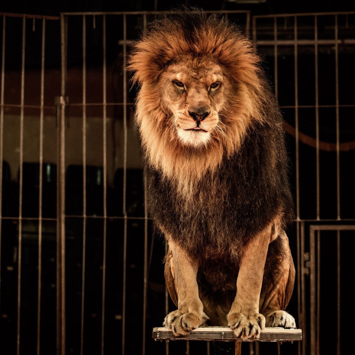 Лев в клетке
