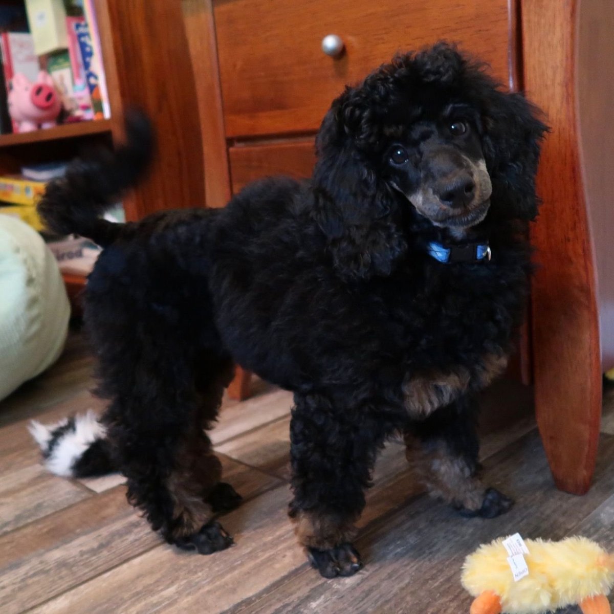 Пудель окрас Фантом