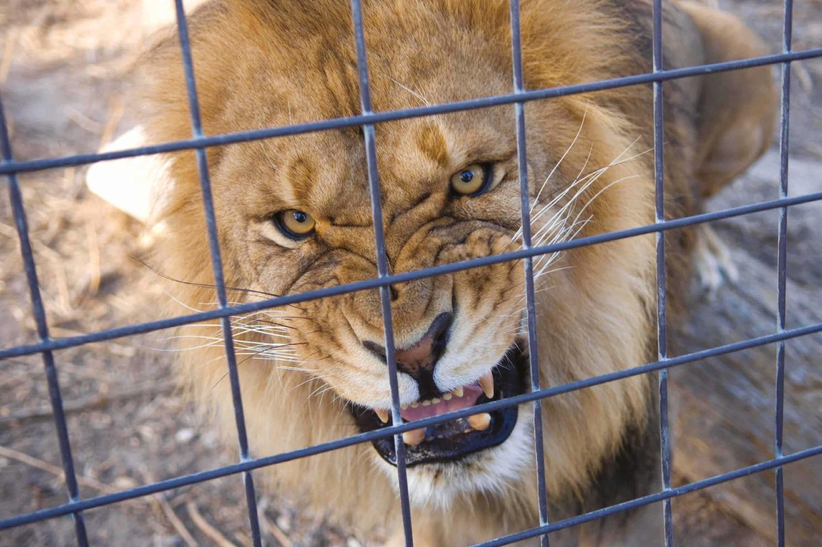 Парк Тайган вольеры леопард