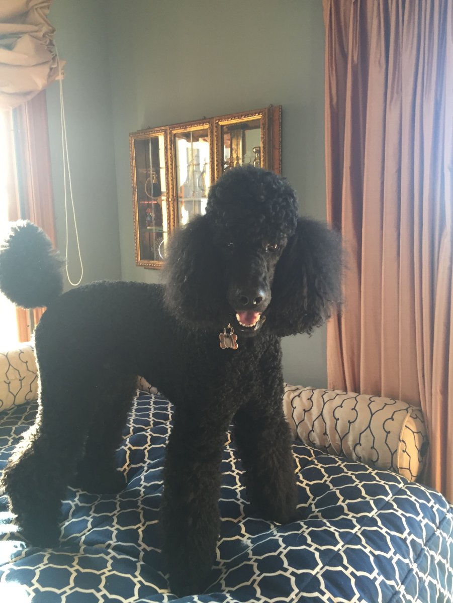 Пудель Фантом стрижка Модерн