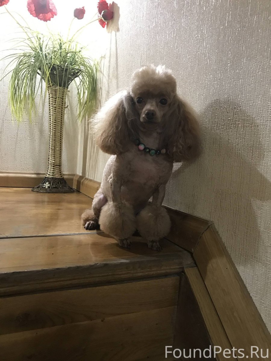 Той пудель Фантом