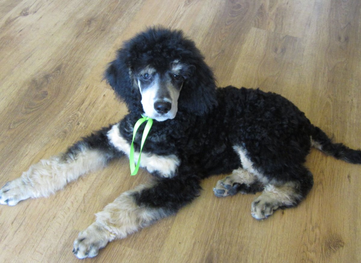 Пудель Фантом нестриженный