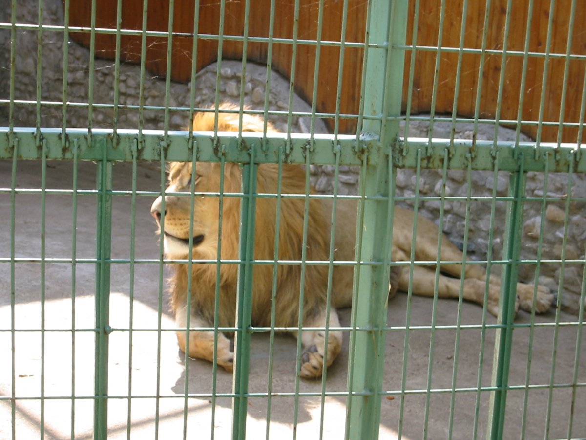Зоопарк животные в клетках