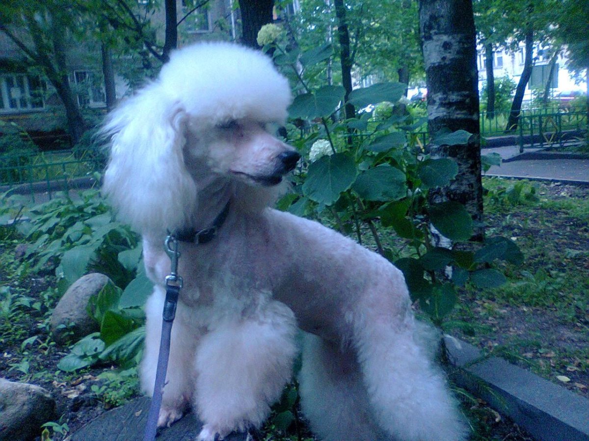 Королевский пудель розовый