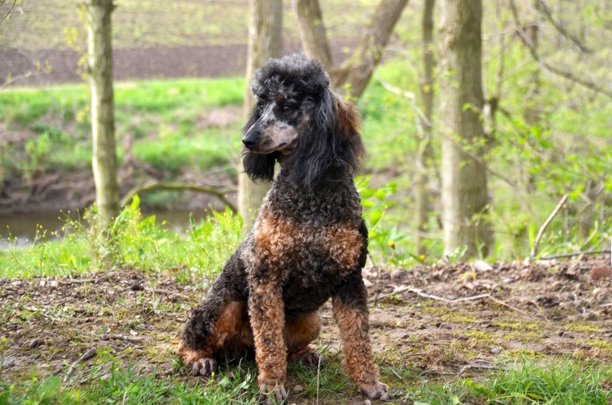 Пудель Арлекин и Фантом