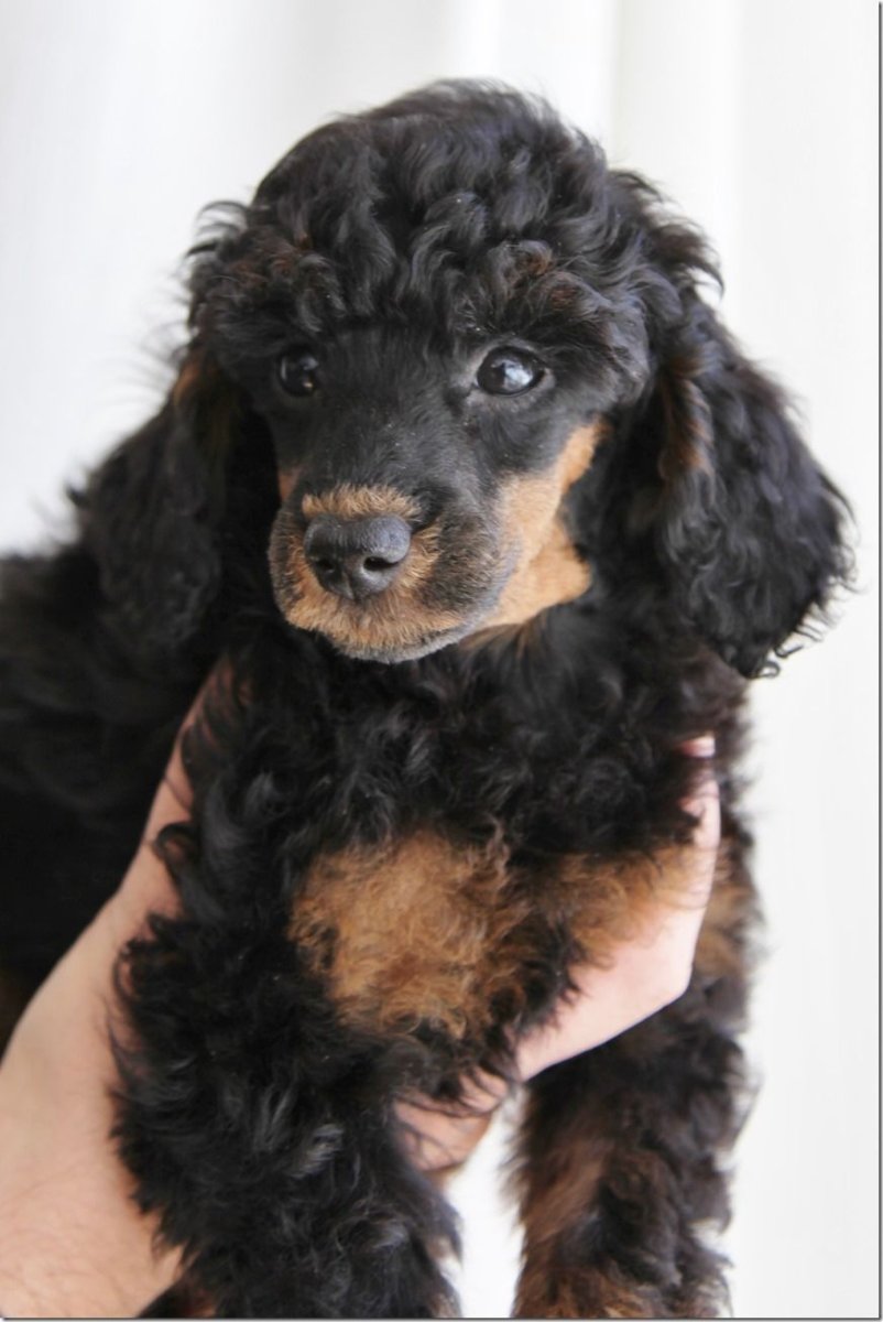 Королевский пудель Арлекин