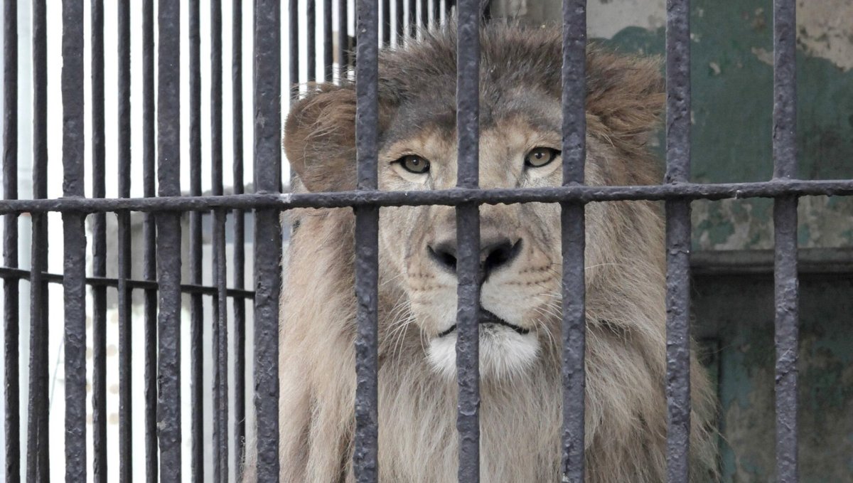 Зоопарк в Андижане