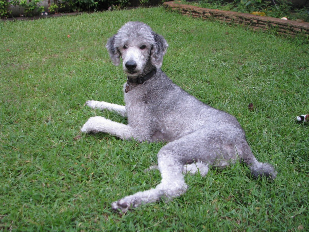 Серый пудель