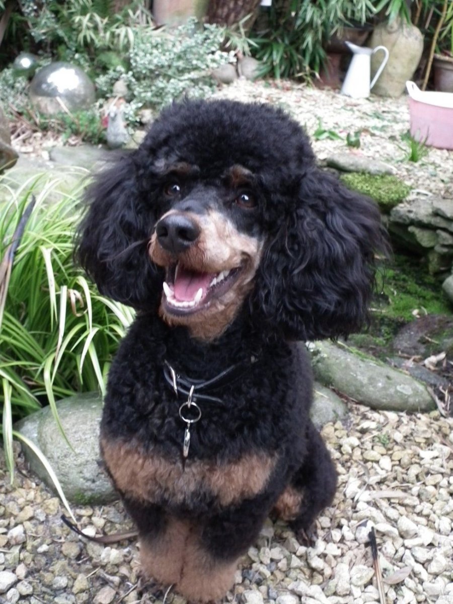 Малый пудель Фантом