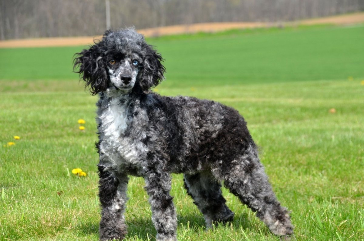 Карликовый пудель персиковый