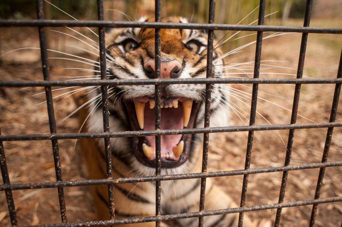 В клетке со зверем