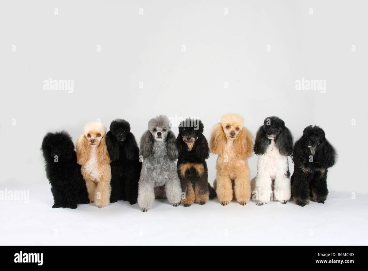 Пудель Сильвер Фантом