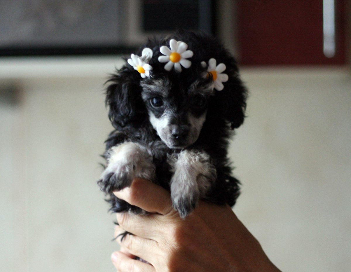 Королевский пудель Арлекин