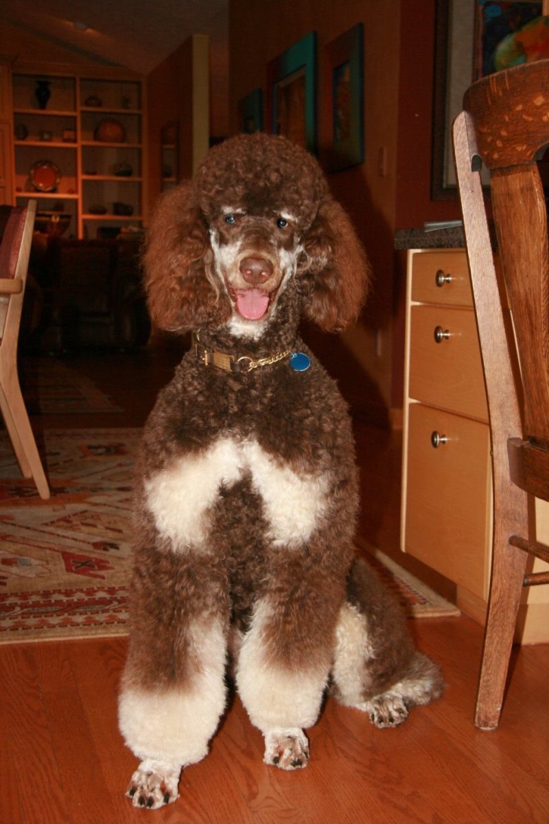 Пудель окрас Фантом